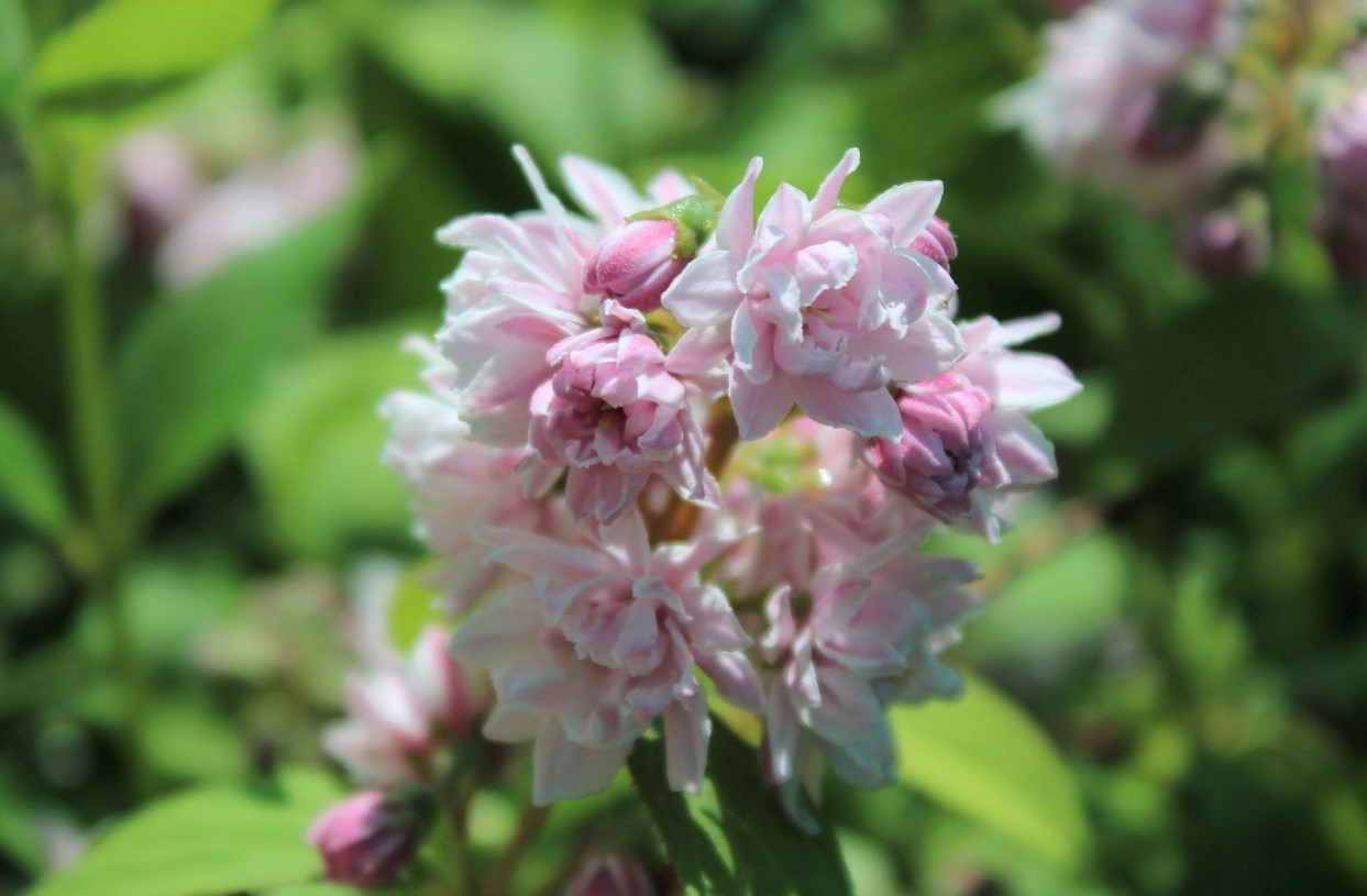 Deutzia scabra 'Rosea Plena'